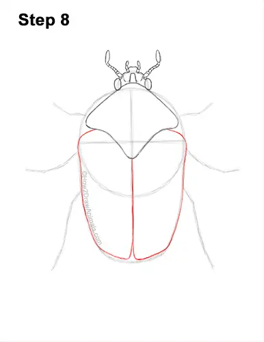 How to Draw a Figeater Fig Beetle June Bug 8