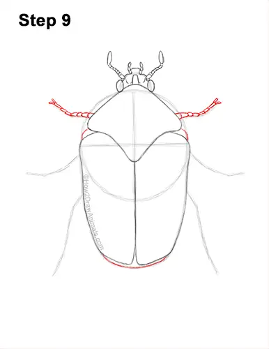 How to Draw a Figeater Fig Beetle June Bug 9