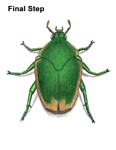 How to Draw a Figeater Fig Beetle June Bug