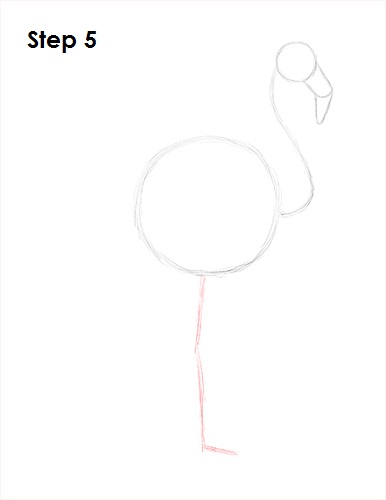 Draw Flamingo Bird 5