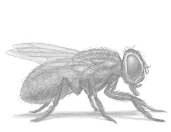 How to Draw a House Fly Insect Bug