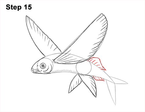 How To Draw A Flying Fish Video Step By Step Pictures Whether it's the challenge of mastering the elegant cast, the desire for a more intimate understanding of fish that live in beautiful places. how to draw a flying fish video