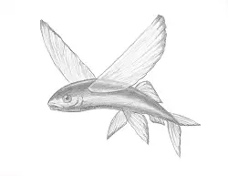 How to Draw a Flying Fish Cod Wings