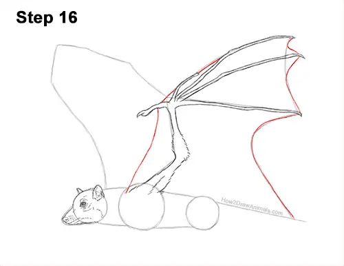 How to Draw a Flying Fox Fruit Bat Wings 16