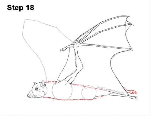 How to Draw a Flying Fox Fruit Bat Wings 18