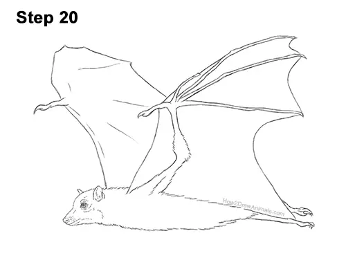 How to Draw a Flying Fox Fruit Bat Wings 20