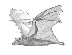 How to Draw a Flying Fox Fruit Bat Wings Side