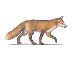 How to Draw a Red Fox Side View Color