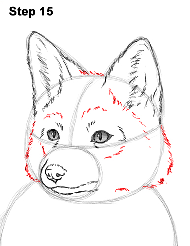 How to Draw a Fox (Sitting)