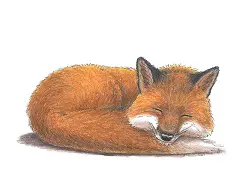 How to Draw a Sleeping Red Fox