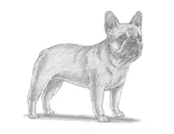 How to Draw a French Bulldog Puppy Dog