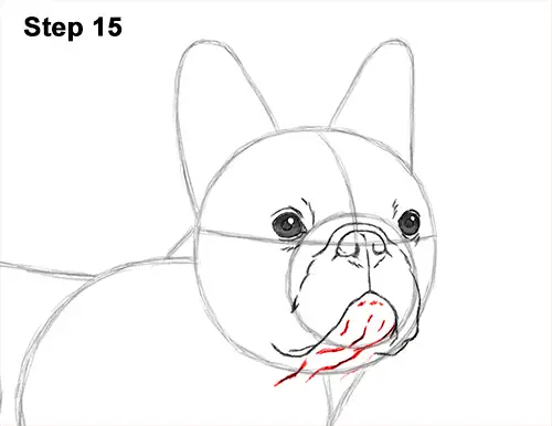 How to Draw French Bulldog Frenchie Puppy Dog 15
