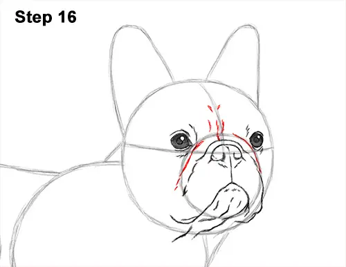 How to Draw French Bulldog Frenchie Puppy Dog 16