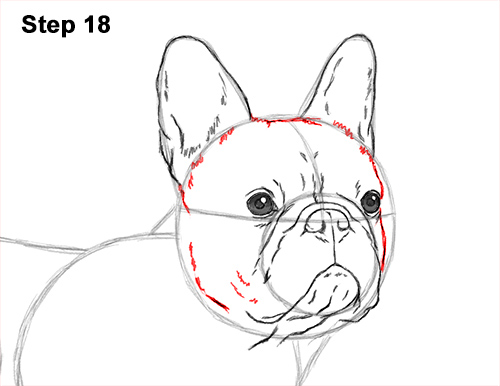 How to Draw French Bulldog Frenchie Puppy Dog 18