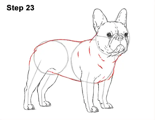 How to Draw French Bulldog Frenchie Puppy Dog 23