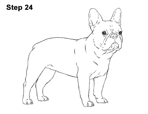 How to Draw French Bulldog Frenchie Puppy Dog 24