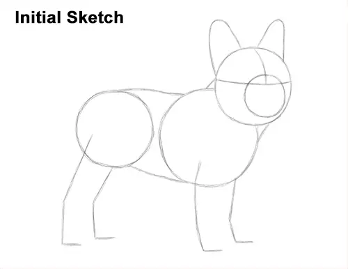 How to Draw French Bulldog Frenchie Puppy Dog Guide Lines