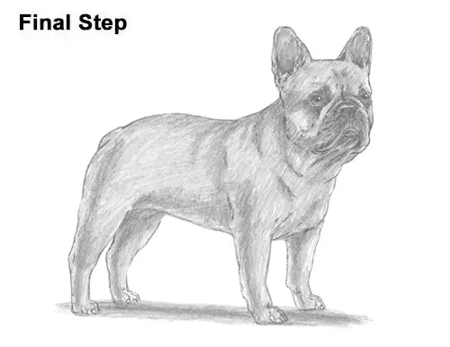 How to Draw French Bulldog Frenchie Puppy Dog