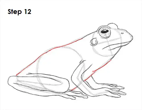 How to Draw a Frog 