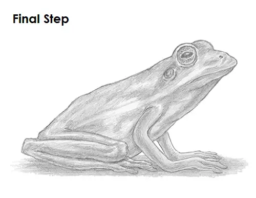 How to Draw a Frog 