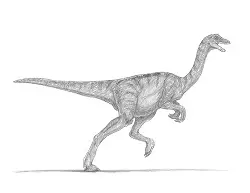 How to Draw a Gallimimus Dinosaur Side View