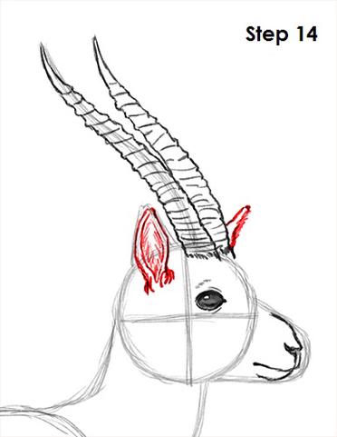 how to draw a gazelle