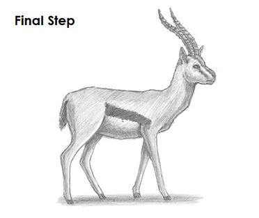 how to draw a gazelle