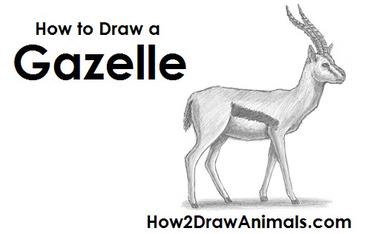 how to draw a gazelle