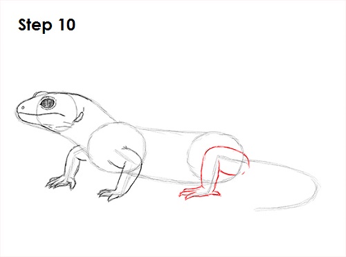 How to Draw a Gecko