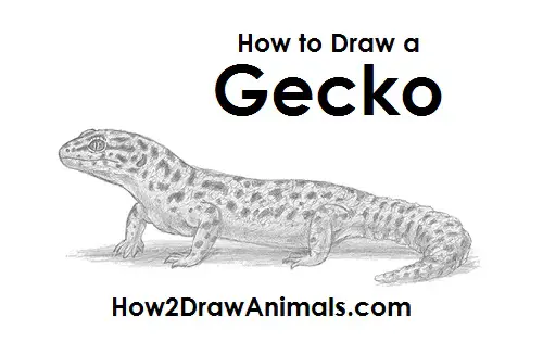 How to Draw a Gecko