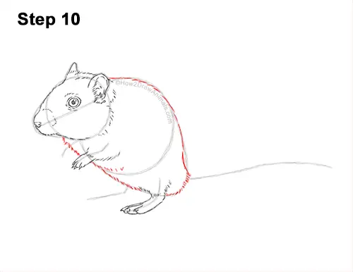 How to Draw a Mongolian Gerbil Standing 10