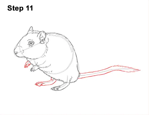 How to Draw a Mongolian Gerbil Standing 11