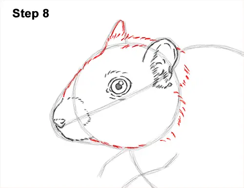 How to Draw a Mongolian Gerbil Standing 8