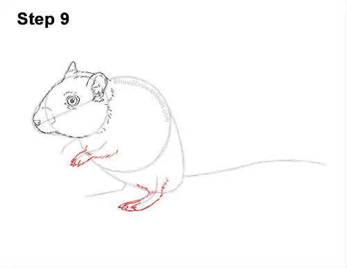 How to Draw a Mongolian Gerbil Standing 9