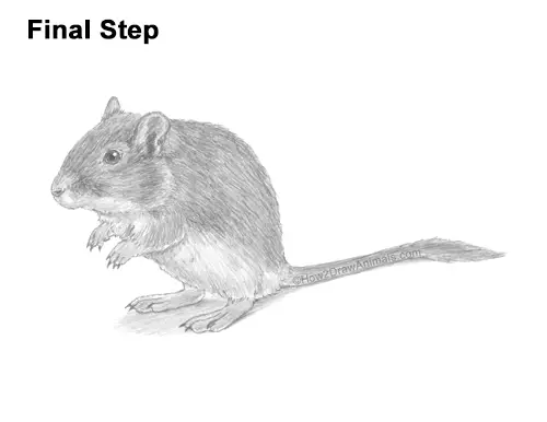 How to Draw a Mongolian Gerbil Standing