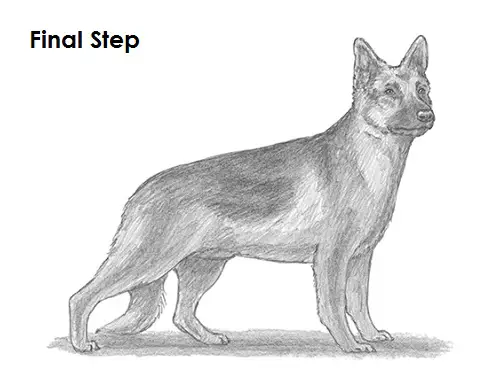 How to Draw a Dog (German Shepherd) VIDEO & Step-by-Step Pictures