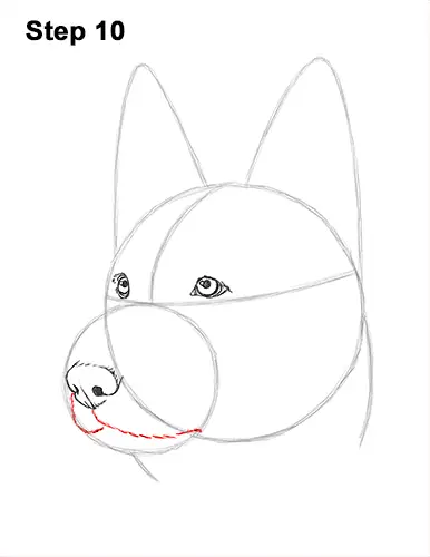 How to Draw a German Shepherd Dog Head Portrait 10