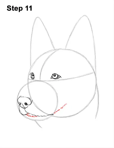 How to Draw a German Shepherd Dog Head Portrait 11
