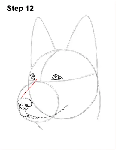 How to Draw a German Shepherd Dog Head Portrait 12