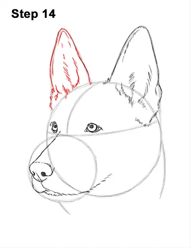 How to Draw a German Shepherd Dog Head Portrait 14