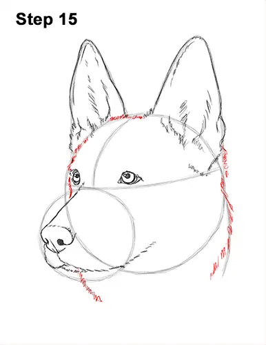 How to Draw a German Shepherd Dog Head Portrait 15
