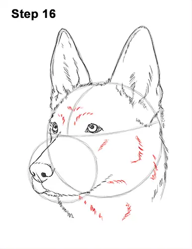 How to Draw a German Shepherd Dog Head Portrait 16
