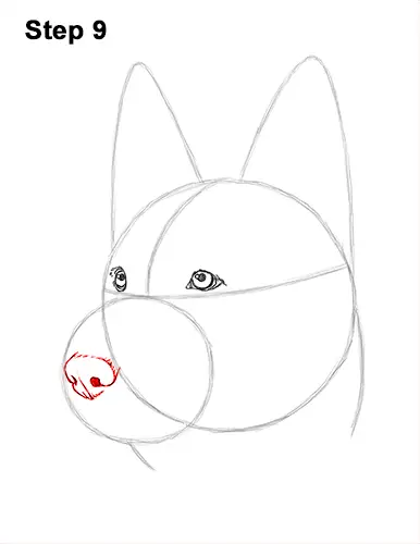 How to Draw a German Shepherd Dog Head Portrait 9