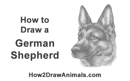 How to Draw a German Shepherd Dog Head Portrait