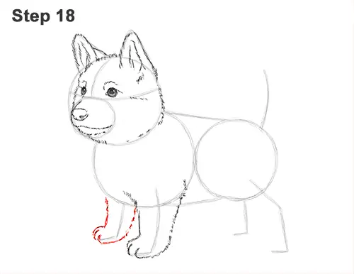 How to Draw a Cute German Shepherd Puppy Dog 18