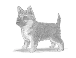 How to Draw a German Shepherd Puppy Dog
