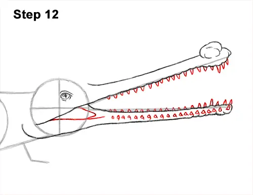 How to Draw a Gharial Gavial Crocodile 12