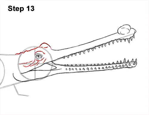 How to Draw a Gharial Gavial Crocodile 13