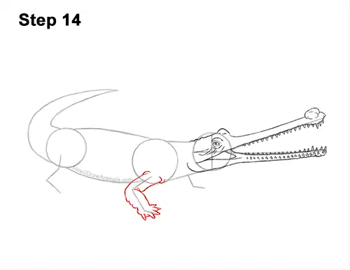 How to Draw a Gharial Gavial Crocodile 14