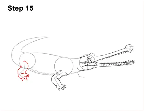 How to Draw a Gharial Gavial Crocodile 15